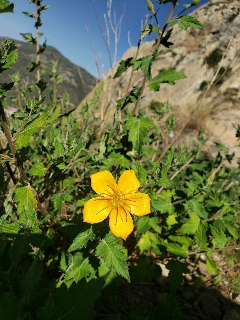 Streambank Blazingstar photo 7