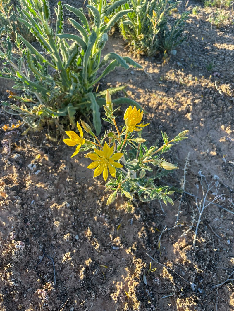 Mentzelia integra photo 2