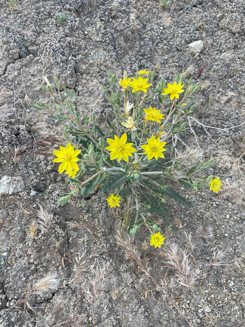 Mentzelia integra photo 3