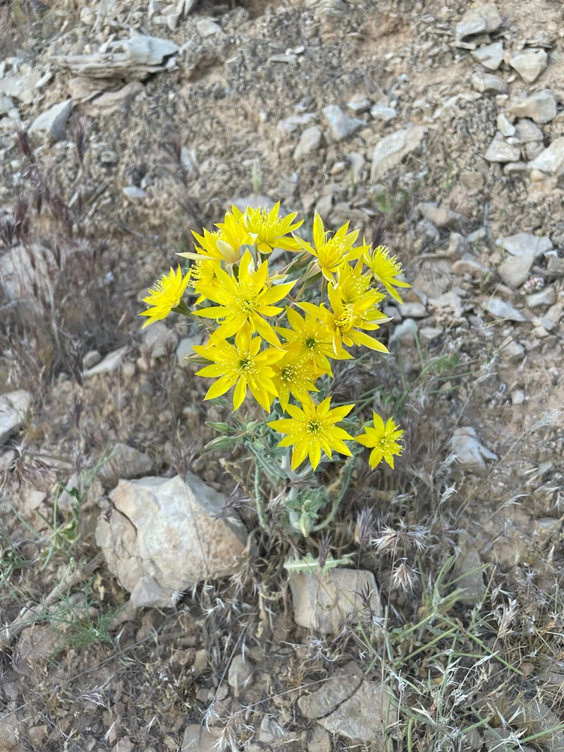 Mentzelia integra photo 5
