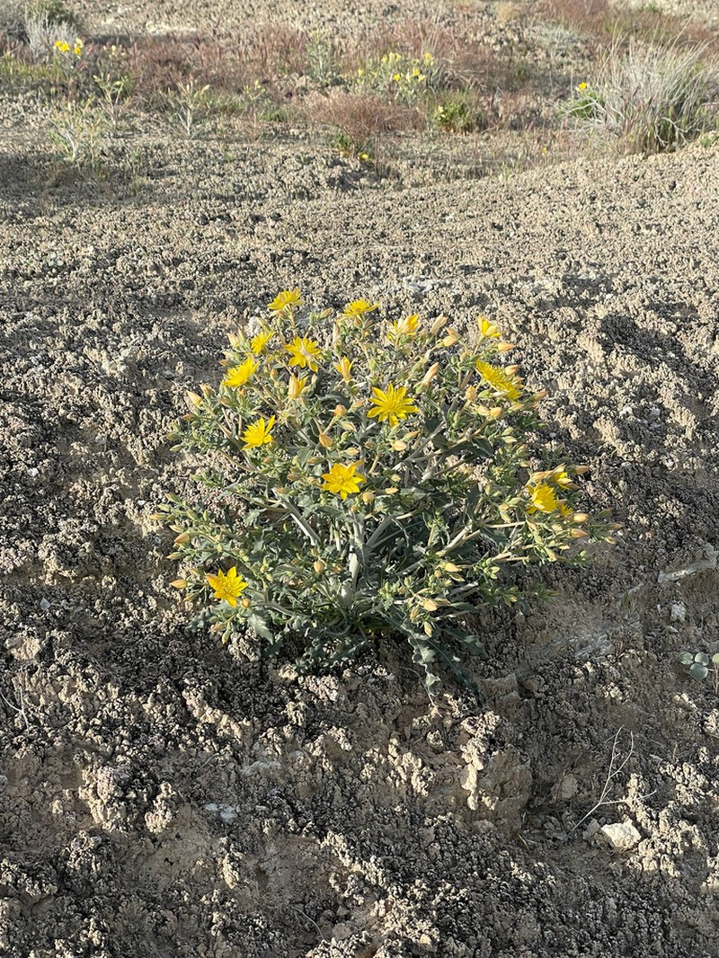 Mentzelia integra photo 6