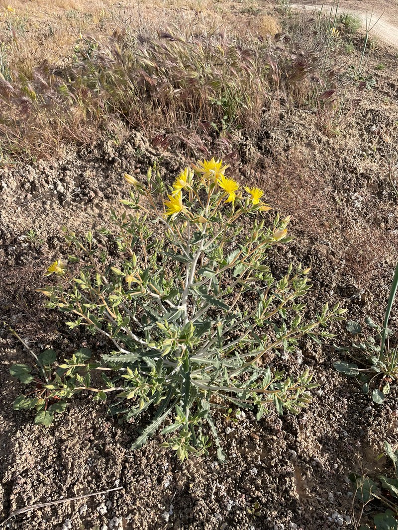 Mentzelia integra photo 8