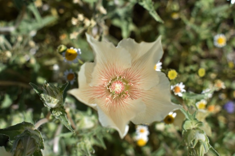 Whitebract Blazingstar photo 3