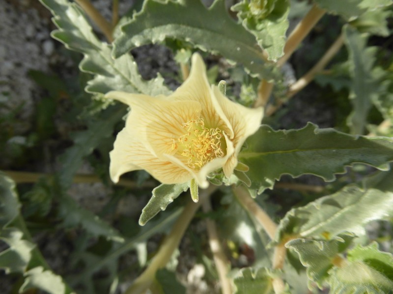 Whitebract Blazingstar photo 4