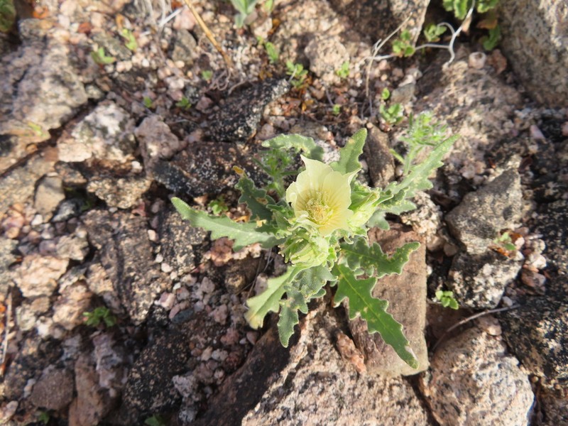 Whitebract Blazingstar photo 6