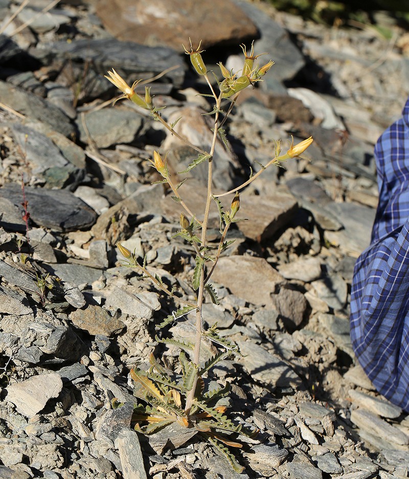 Inyo Blazingstar photo 2