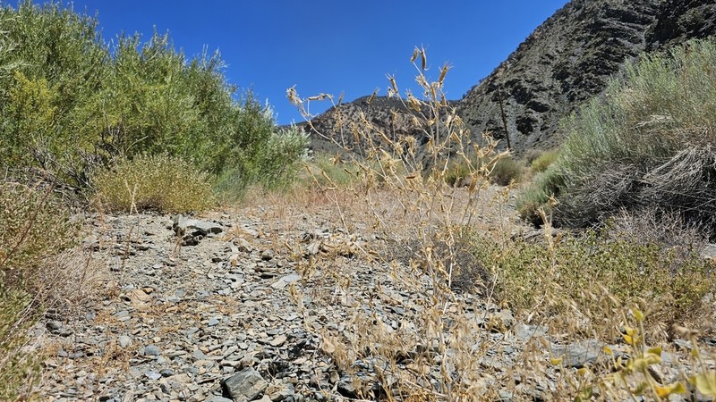Inyo Blazingstar photo 3