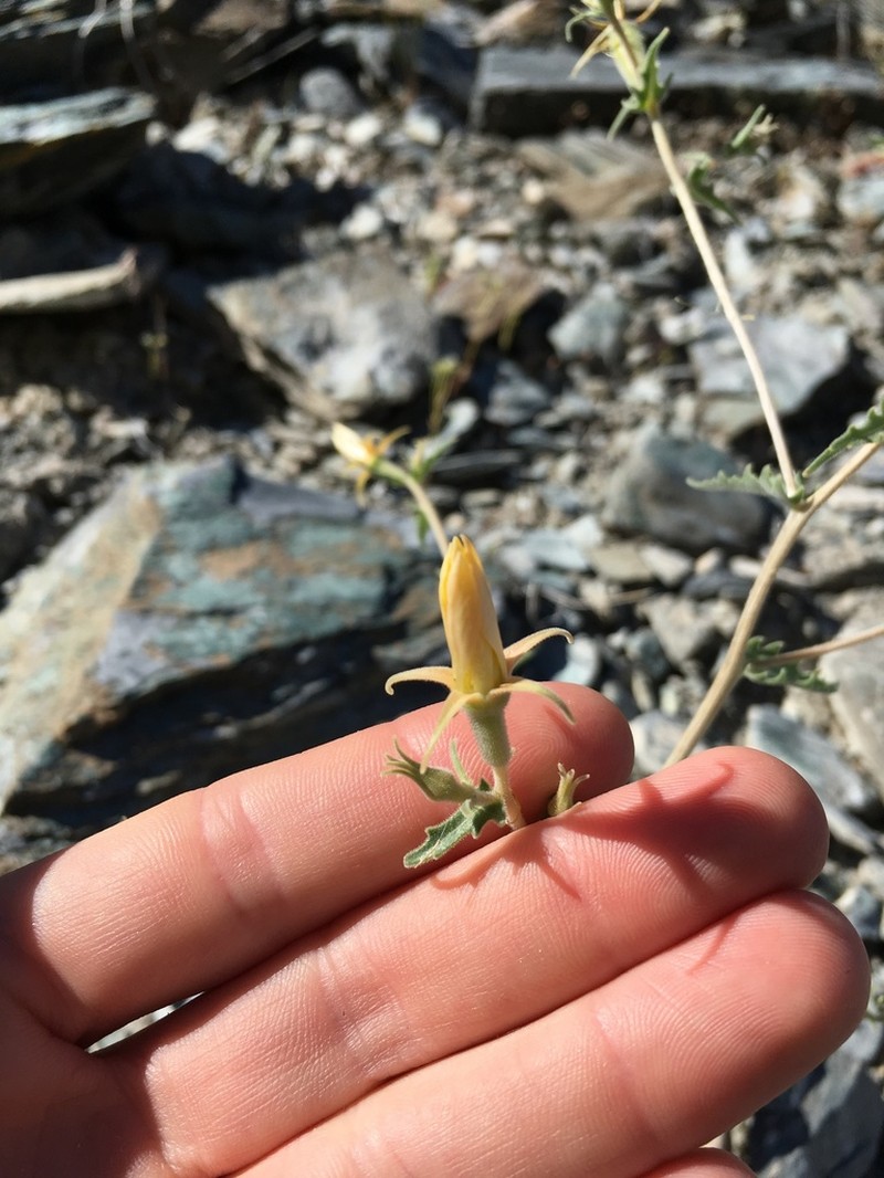 Inyo Blazingstar photo 4
