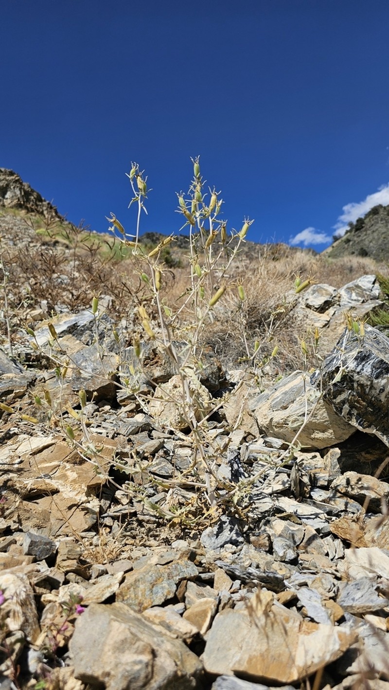 Inyo Blazingstar photo 5