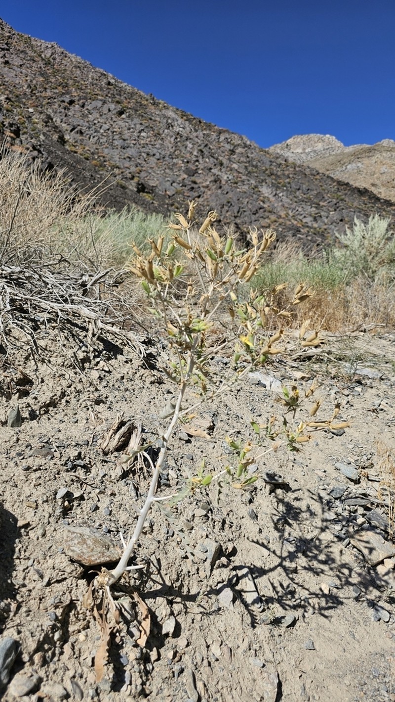 Inyo Blazingstar photo 6