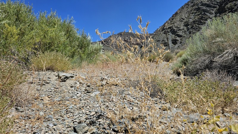 Inyo Blazingstar photo 7