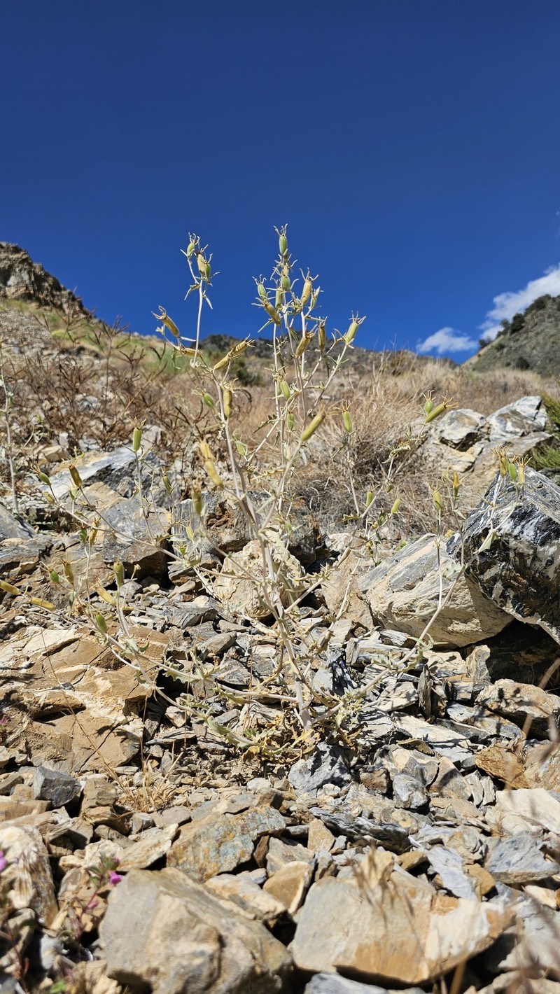Inyo Blazingstar photo 8