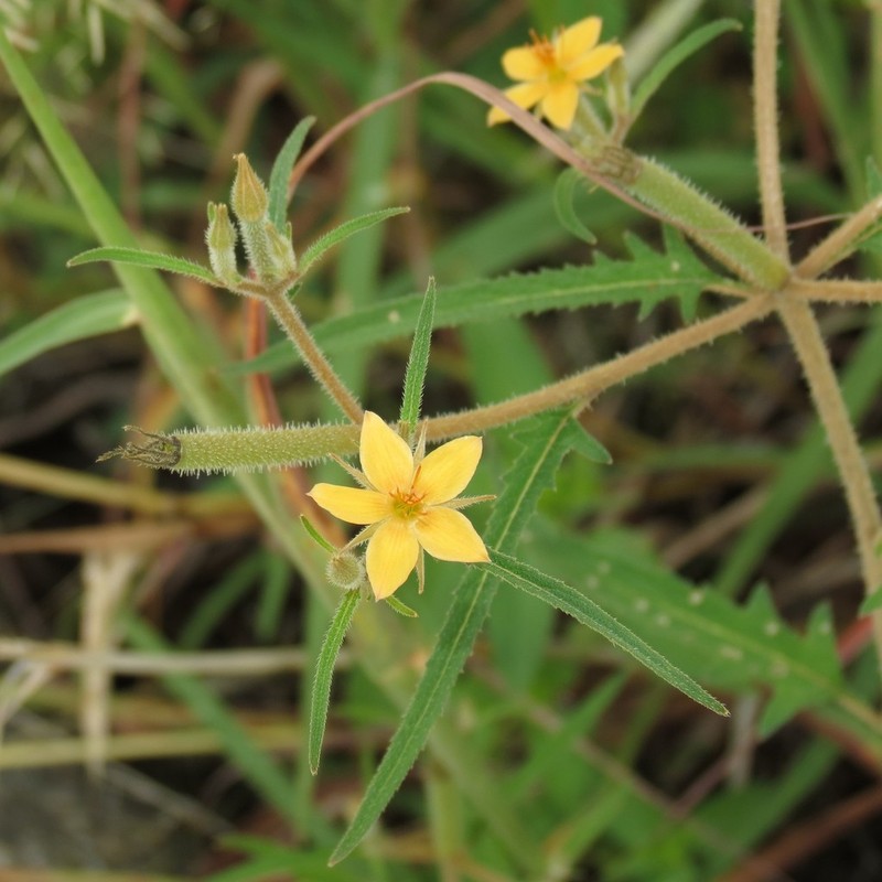 Isolated Blazingstar