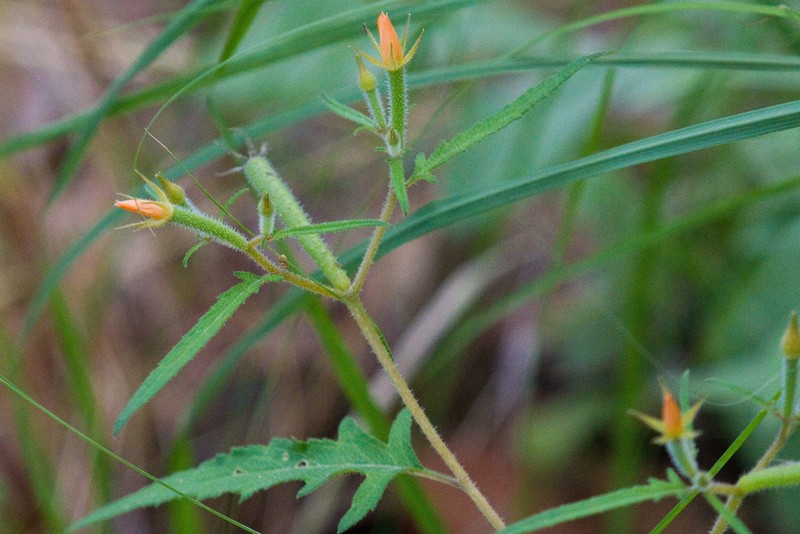 Isolated Blazingstar photo 2