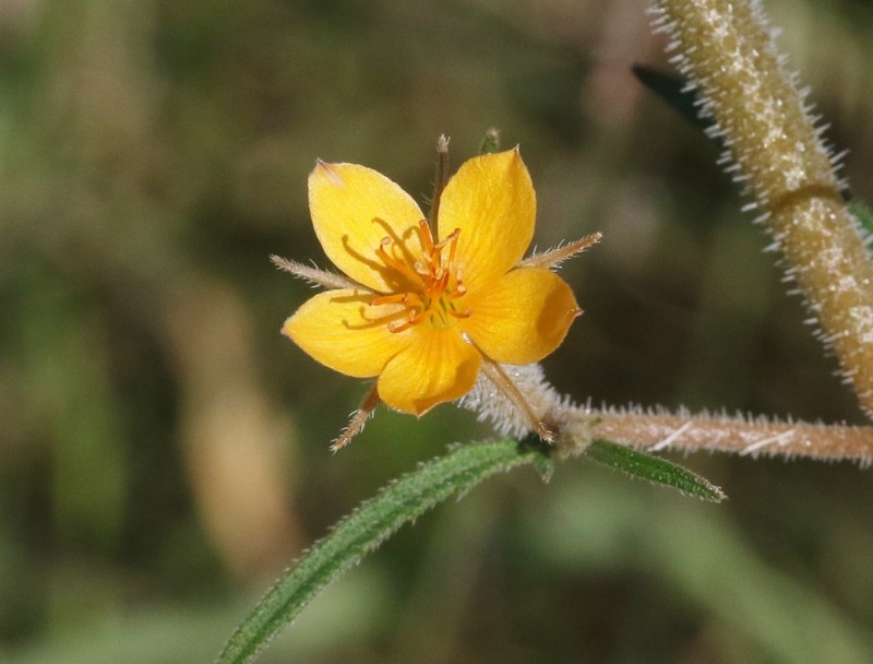 Isolated Blazingstar photo 3