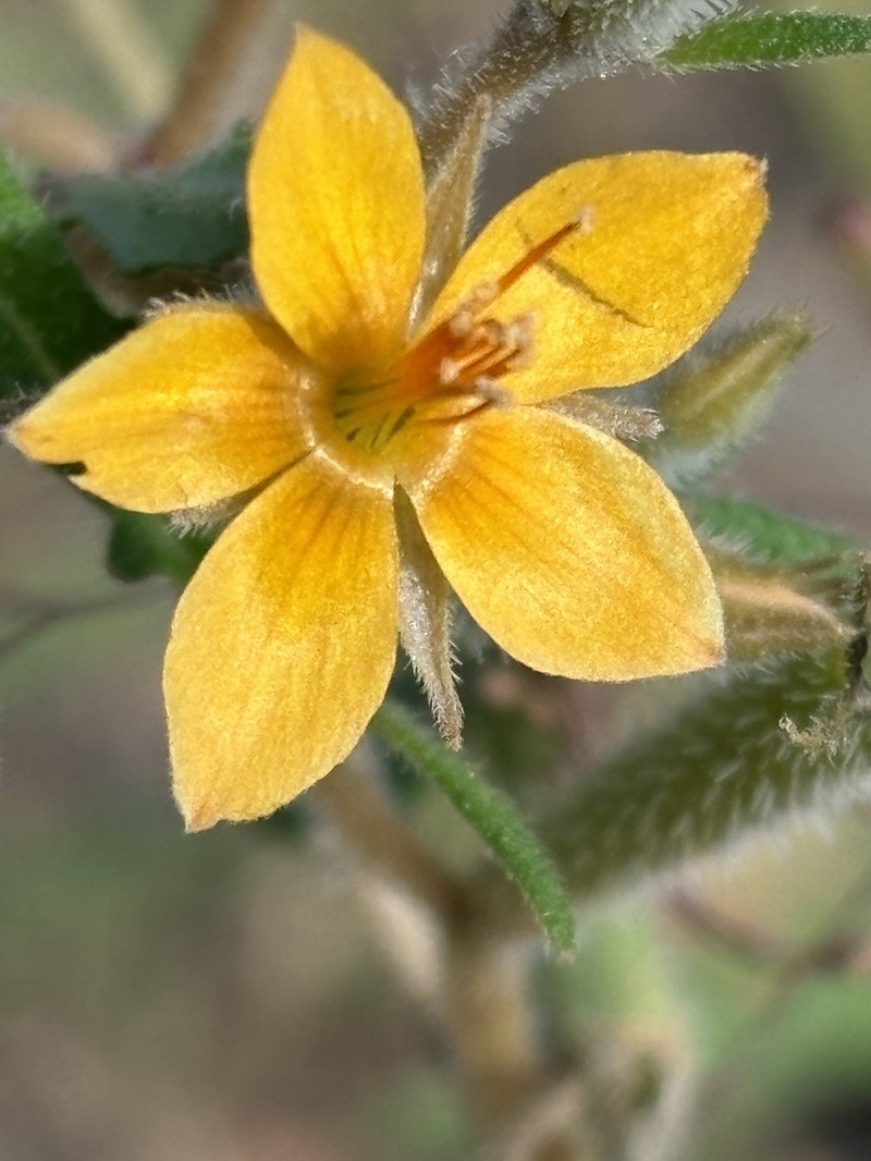 Isolated Blazingstar photo 4