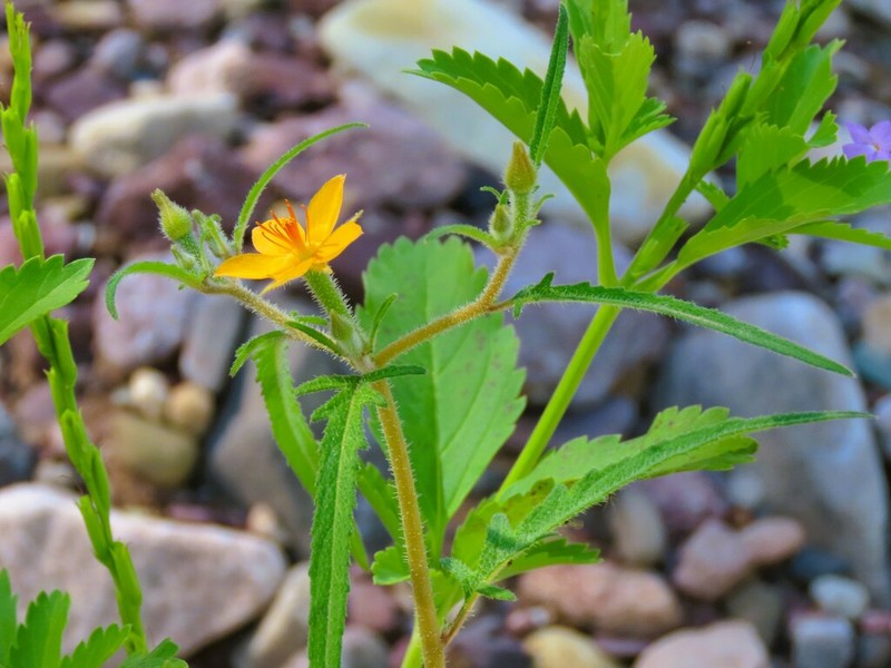 Isolated Blazingstar photo 5