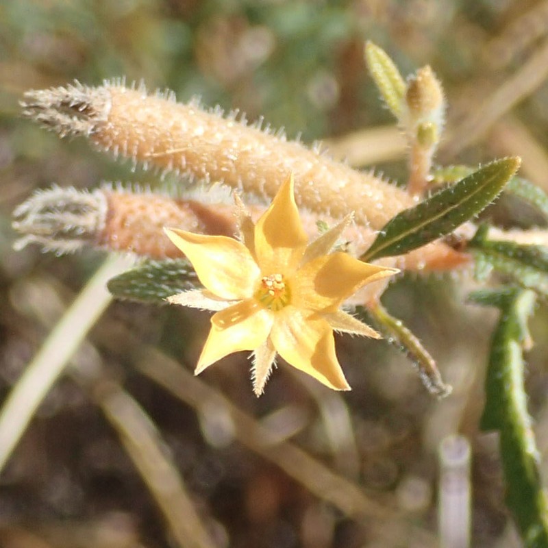 Isolated Blazingstar photo 6