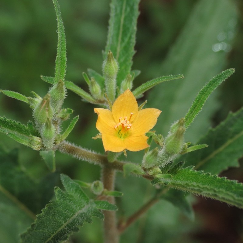 Isolated Blazingstar photo 7