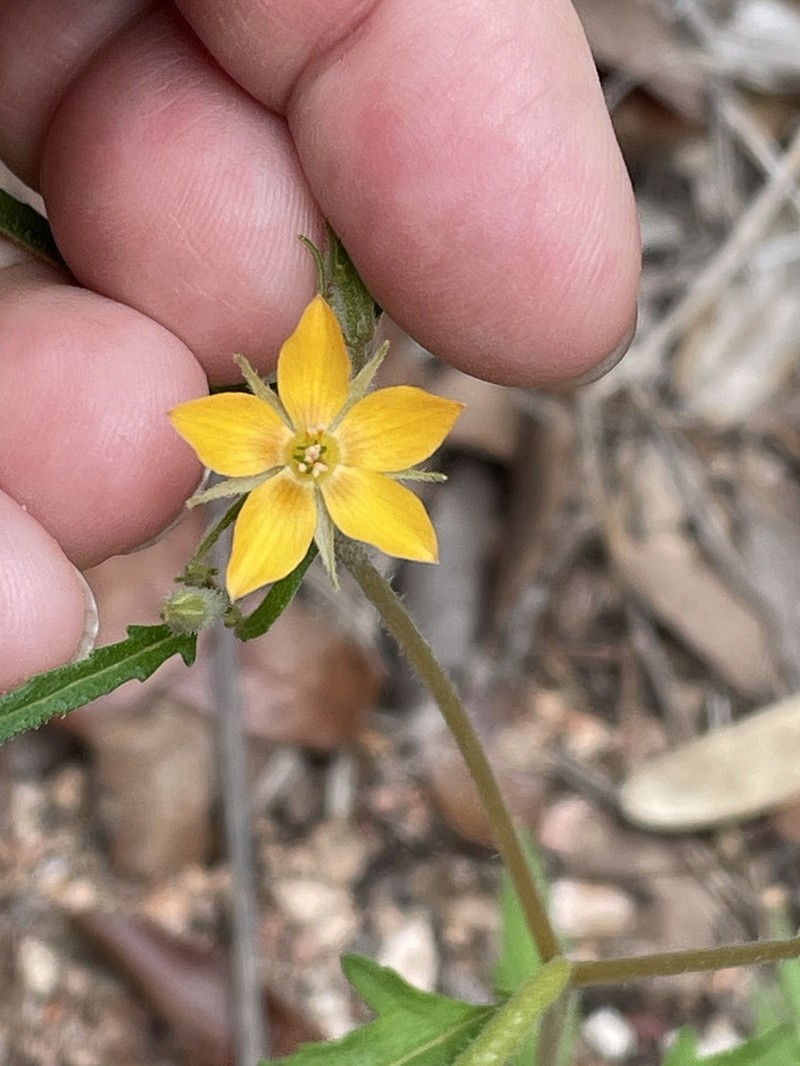 Isolated Blazingstar photo 8