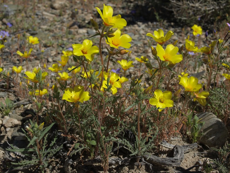 Jones' Blazingstar photo 2