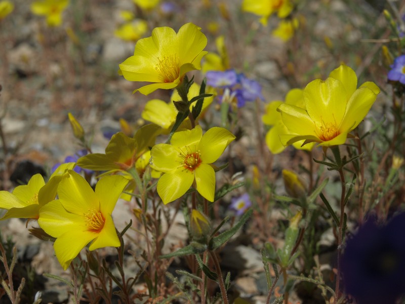 Jones' Blazingstar photo 3