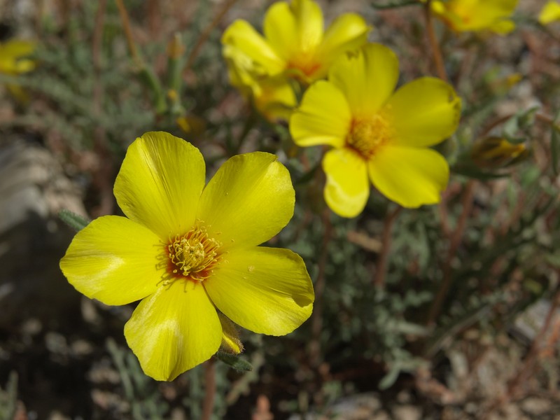 Jones' Blazingstar photo 4