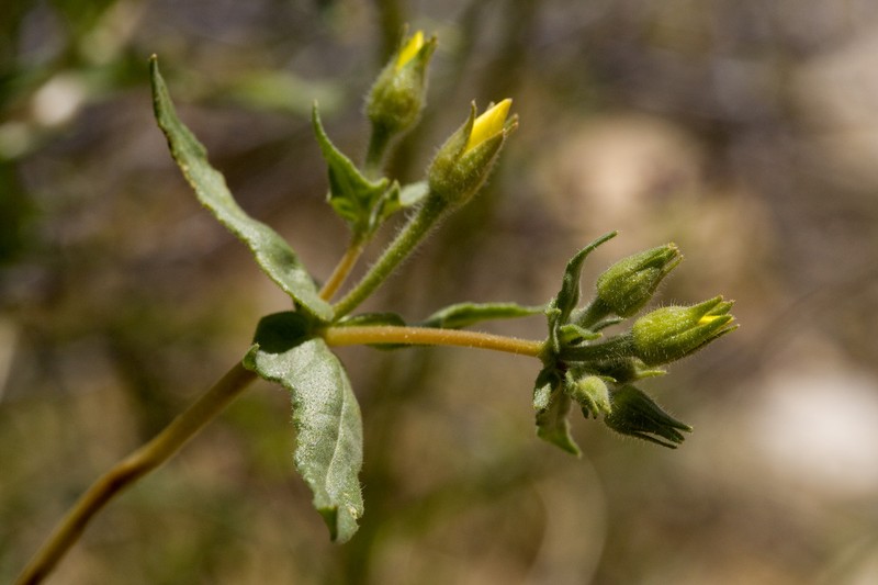 Jones' Blazingstar photo 5