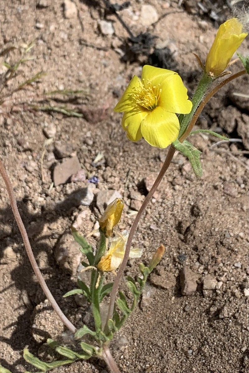 Jones' Blazingstar