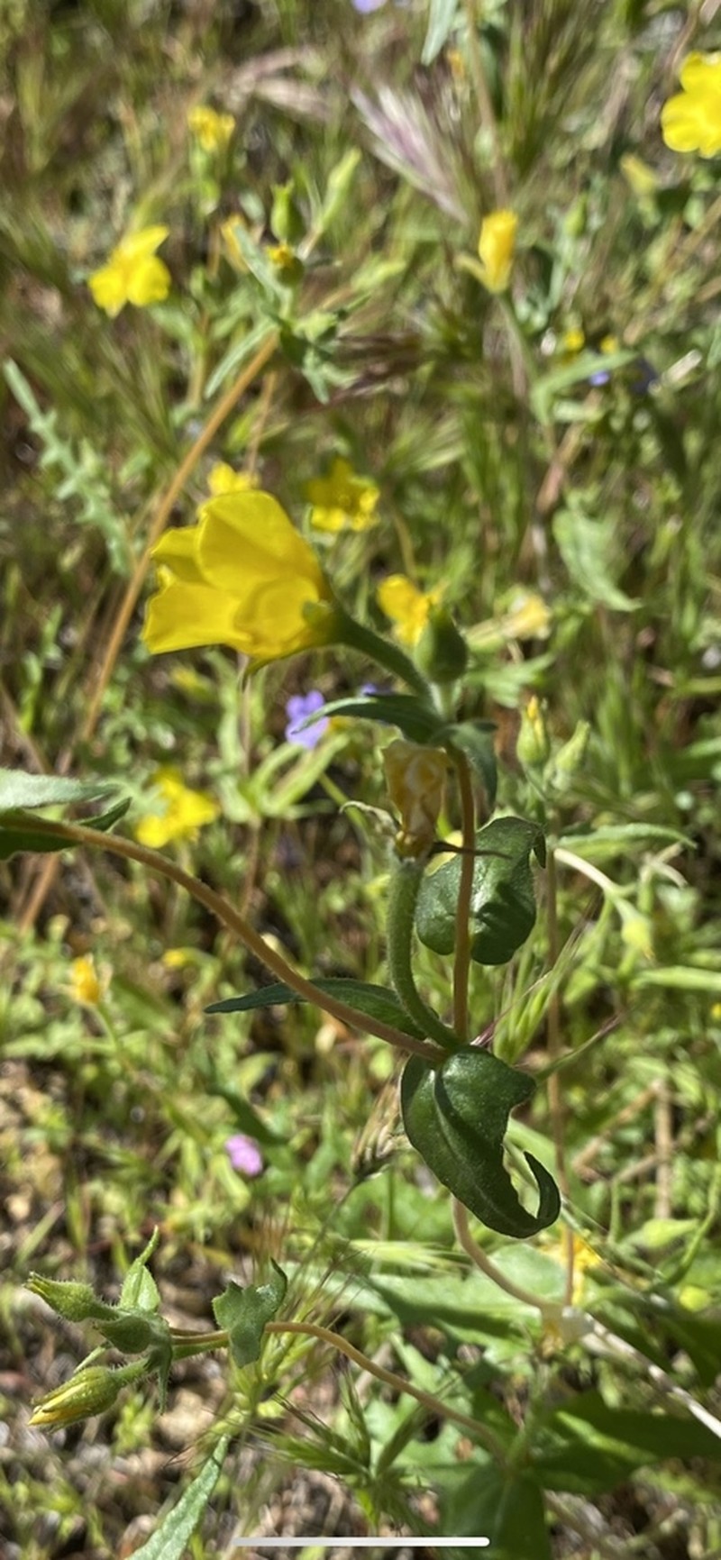 Jones' Blazingstar photo 2