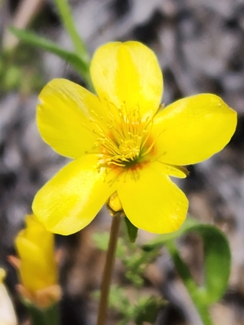 Jones' Blazingstar photo 3
