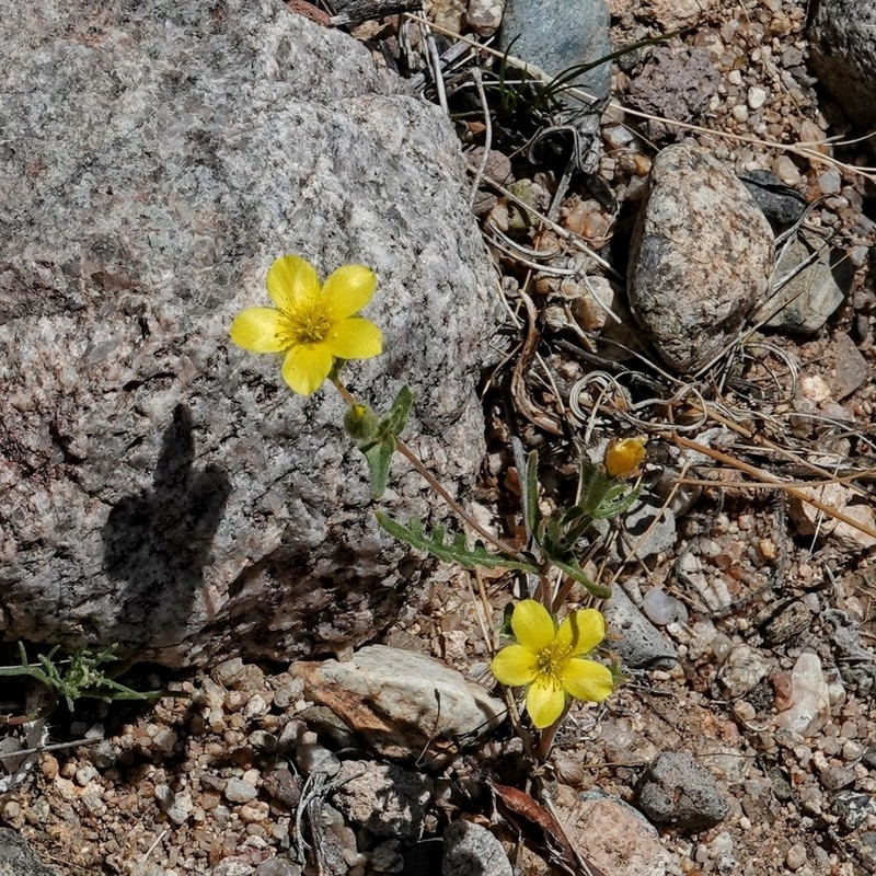 Jones' Blazingstar photo 4