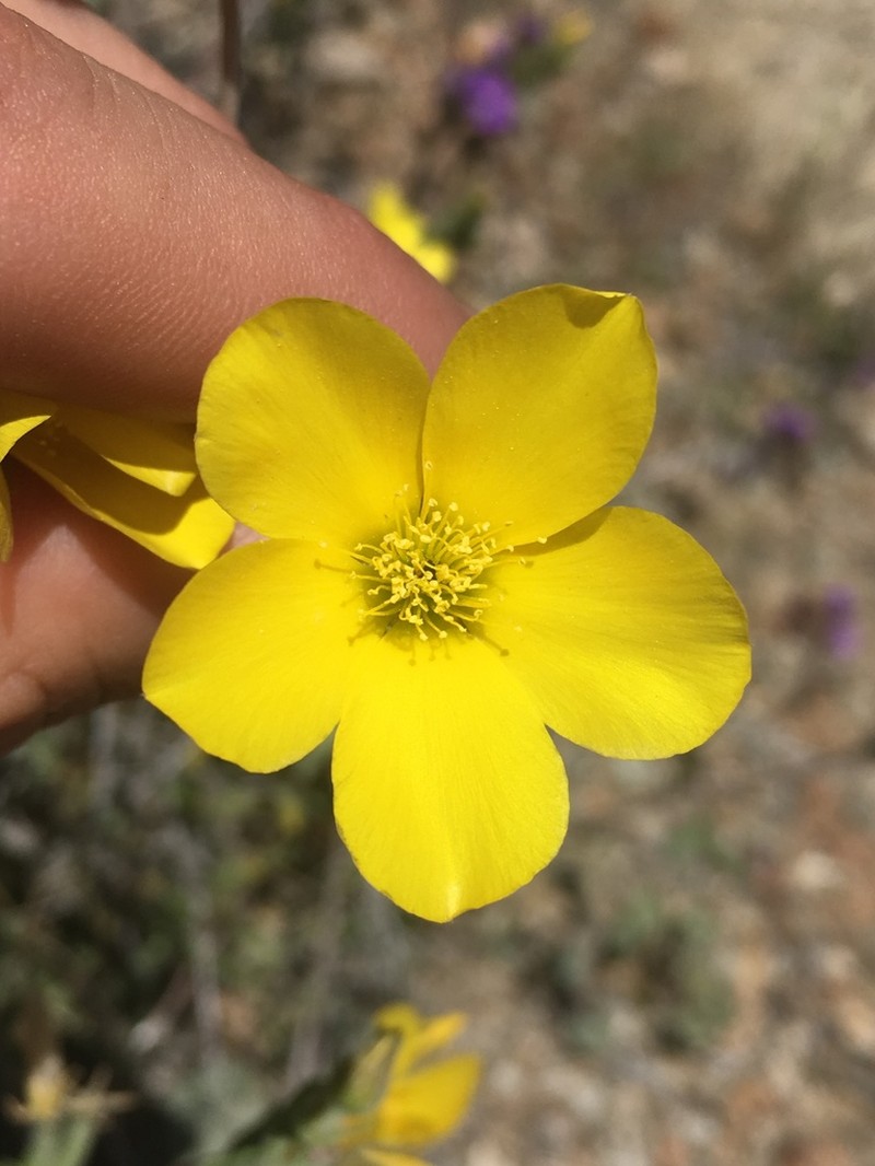 Jones' Blazingstar photo 5
