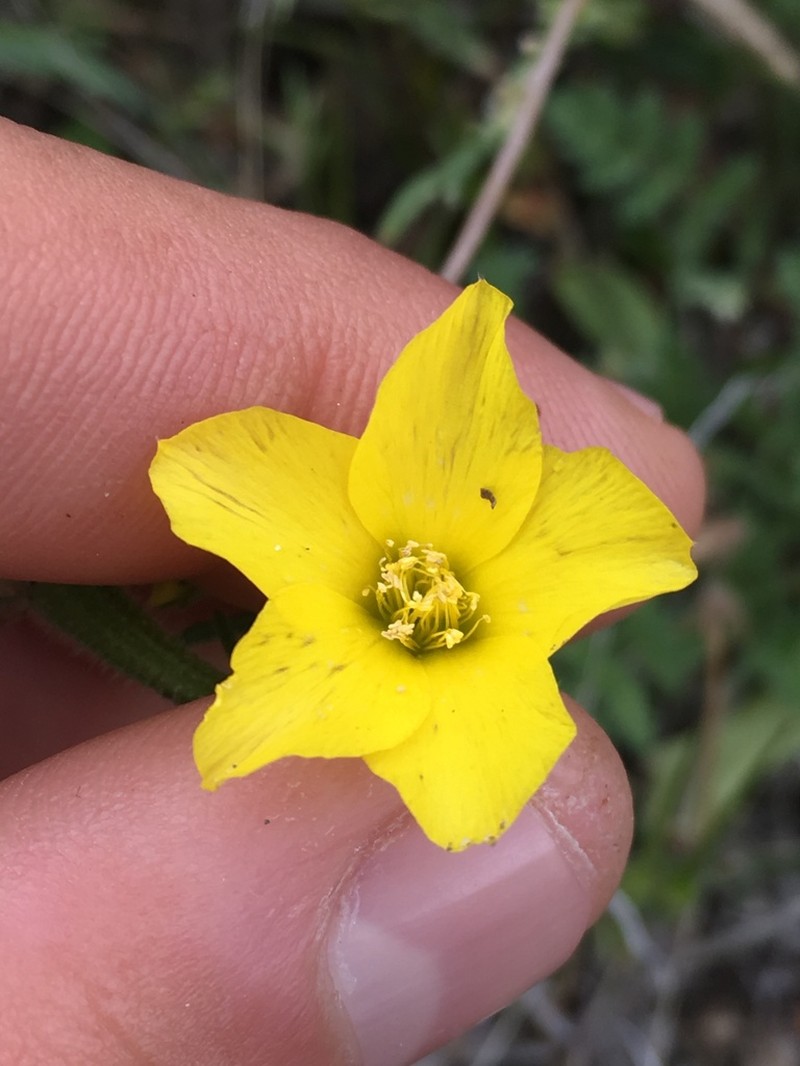 Jones' Blazingstar photo 6