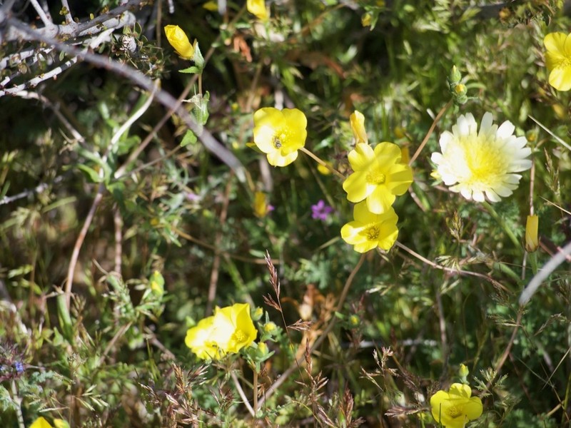 Jones' Blazingstar photo 7