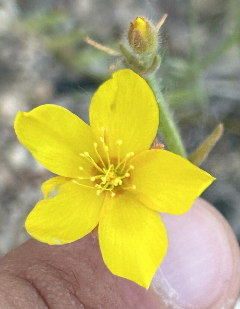 Jones' Blazingstar photo 8