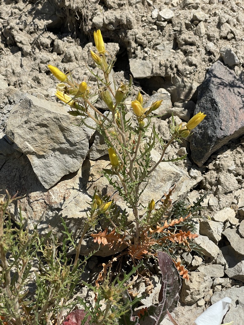 Cutleaf Blazingstar photo 2