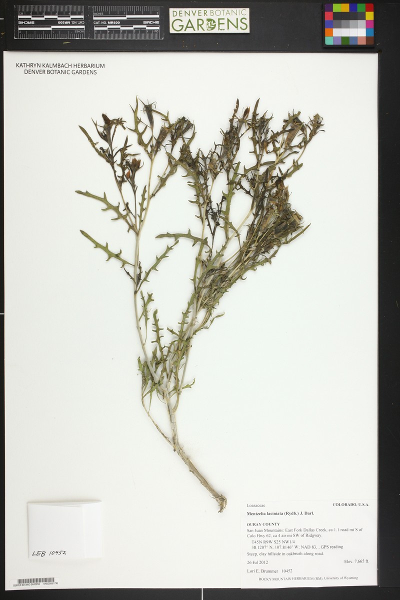 Cutleaf Blazingstar photo 6