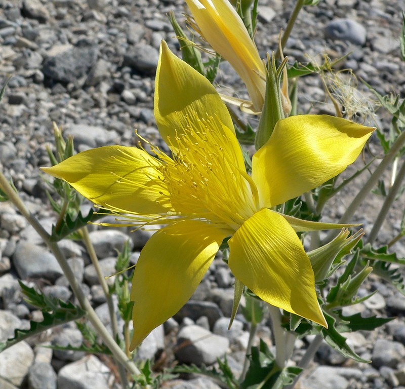 Smoothstem Blazingstar