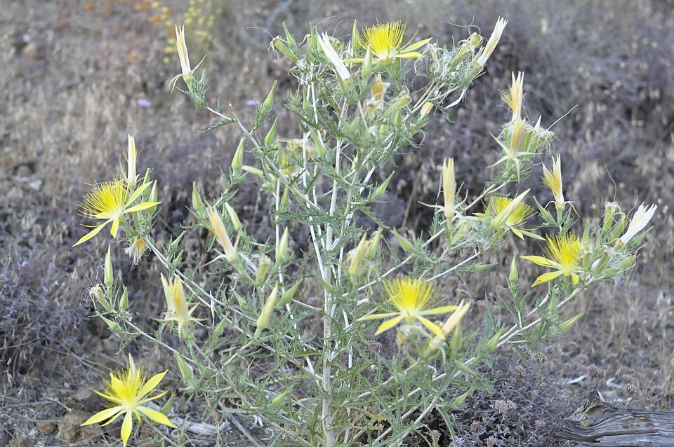 Smoothstem Blazingstar photo 4