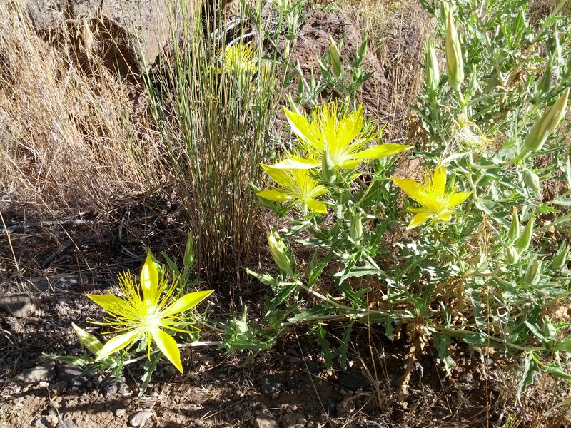 Smoothstem Blazingstar photo 5