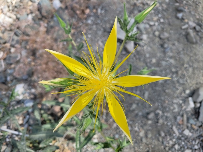 Smoothstem Blazingstar photo 4