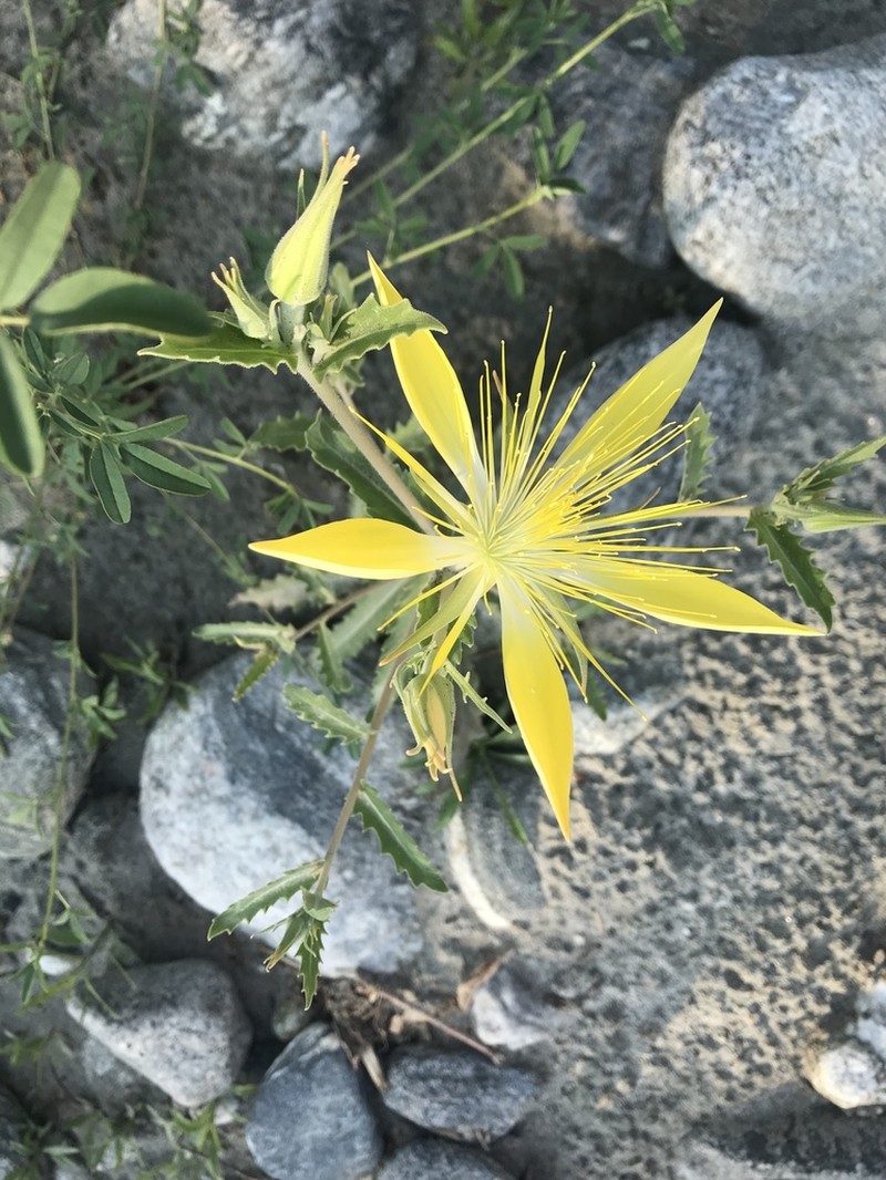 Smoothstem Blazingstar photo 5