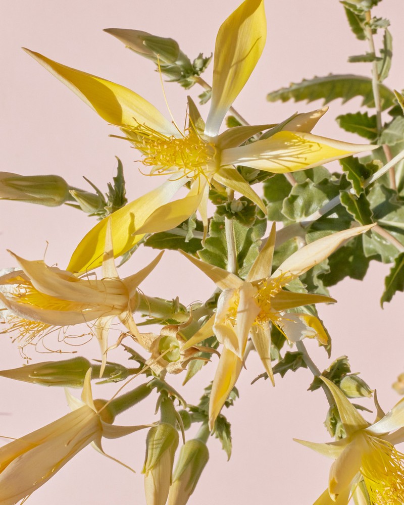 Smoothstem Blazingstar photo 6