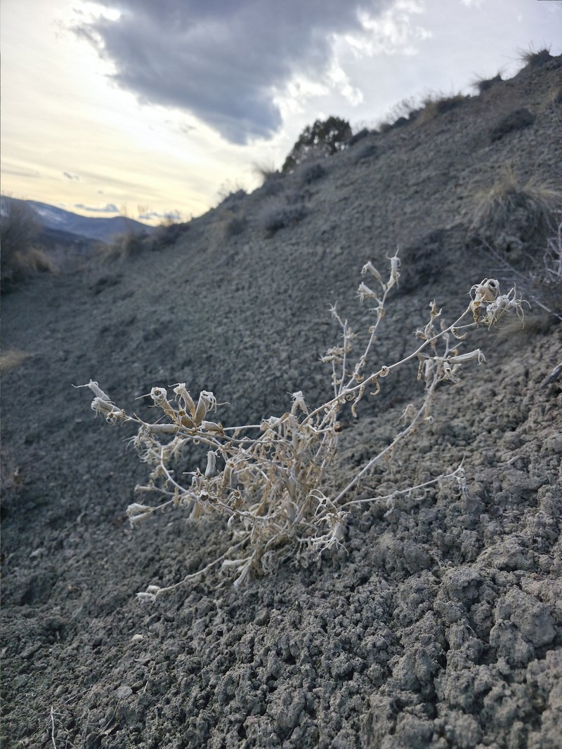 Mentzelia laevicaulis var. laevicaulis