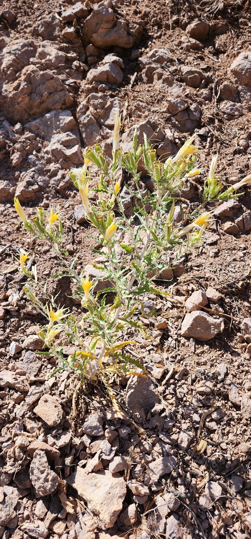 Mentzelia laevicaulis var. laevicaulis photo 2