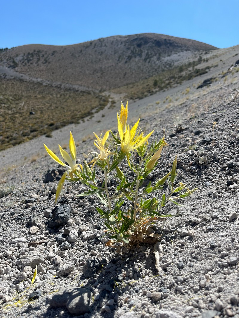 Mentzelia laevicaulis var. laevicaulis photo 3