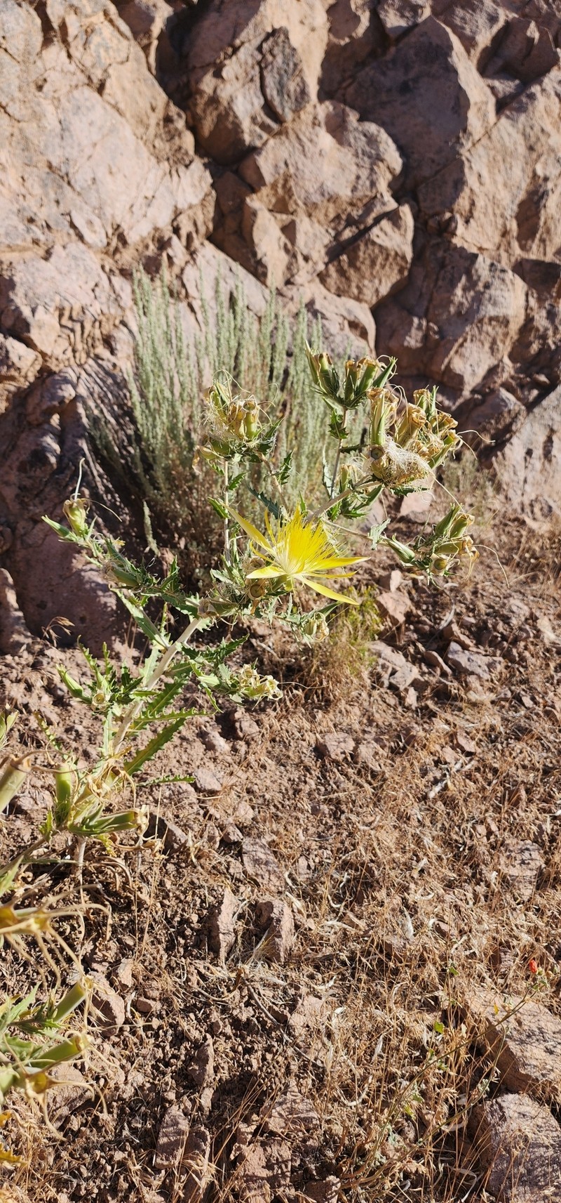 Mentzelia laevicaulis var. laevicaulis photo 4