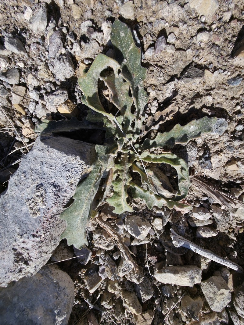 Mentzelia laevicaulis var. laevicaulis photo 5