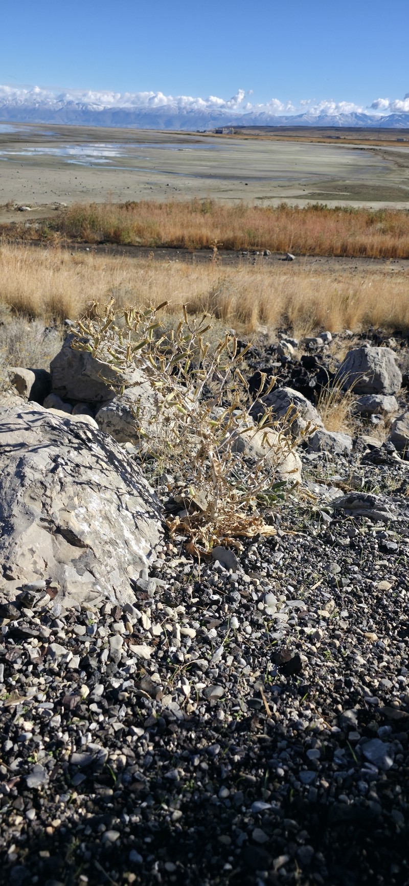 Mentzelia laevicaulis var. laevicaulis photo 6